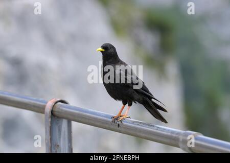 Chalet alpin, oiseau adulte, juillet, Wendelstein, Mangfall Mountains, Pré-Alpes bavaroises, Bavière, Allemagne Banque D'Images