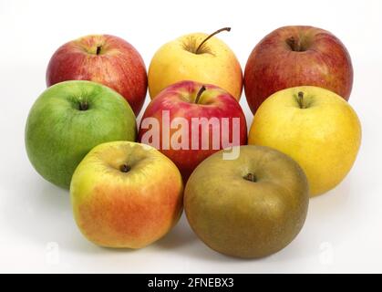Malus domestica, pomme cultivée, pomme, pomme, famille de roses, Pommes, Calville, Canada, Golden, Granny Smith, Pink Lady, Royal Gala et Starling Banque D'Images
