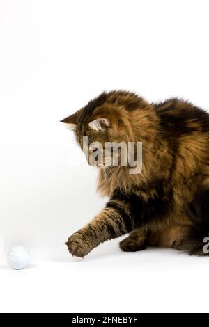 ANGORA DOMESTIQUE CAT, HOMME, JOUANT AVEC UNE BALLE DE GOLF DEVANT UN FOND BLANC Banque D'Images