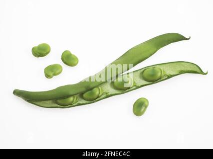 Fava Bean, Field Bean, Broad Bean, Horse Bean, Broad Bean, Haricot papillon, haricots blancs frais (vicia) faba sur fond blanc Banque D'Images