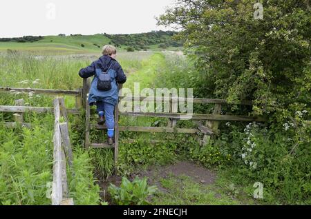 Walker traversant une échelle en bois sur la piste, River ALN, Alnmouth, Northumberland, Angleterre, Royaume-Uni Banque D'Images