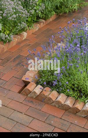 Chemin de jardin construit à partir de pavés en béton avec des bordures en brique de bois de maison en dents de scie bordant le lit de lavande, Norfolk, Angleterre, Royaume-Uni Banque D'Images