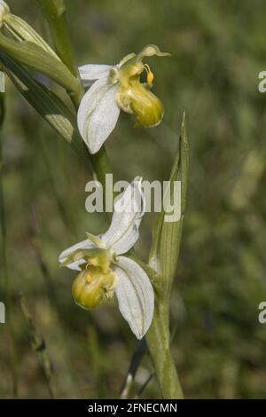 La variété d'orchidées d'abeilles (Ophrys apifera) chlorantha n'a pas complètement de pigmentation anthocyanique. Pages Green Suffolk, juin 2016 Banque D'Images