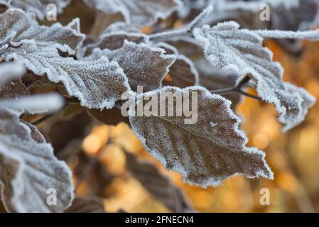 Gel dur sur golden brown feuilles de hêtre sur un froid matin d'hiver en Décembre Banque D'Images