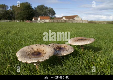 Parasol géant, parasol géant (Macrolepiota procera), champignons parasol géant, champignons parasol, champignons, champignons, champignons parasol dans le champ, Norfolk Banque D'Images