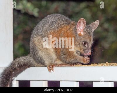 Un mâle à queue de Broushtail Possum se nourrissant dans le sud-ouest de l'Australie. Banque D'Images