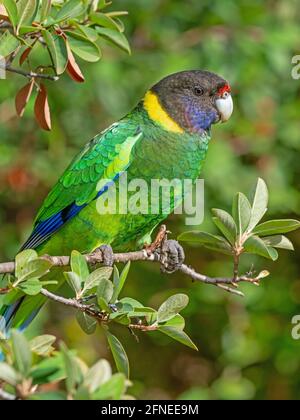 Un anneau australien de la race occidentale, connu sous le nom de Parrot des vingt-huit, photographié dans une forêt du sud-ouest de l'Australie. Banque D'Images