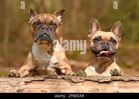 Paire de chiens Bulldog français regardant par-dessus le tronc d'arbre tombé Banque D'Images