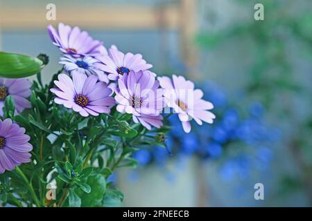 Violet pluie fleurs de pâquerette devant l'arrière-plan flou avec usines de mousseur Banque D'Images