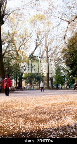 Fleurs de cerisier de Sakura pétales de fleurs tombant sur et couvrant le sol comme la neige. Banque D'Images