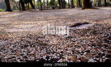 Fleurs de cerisier de Sakura pétales de fleurs tombant sur et couvrant le sol comme la neige. Banque D'Images