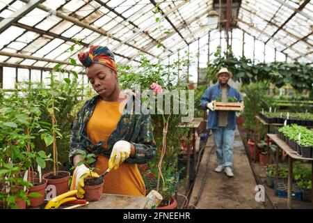 Femme africaine plantant de jeunes plantes en serre avec un homme portant semis en arrière-plan Banque D'Images