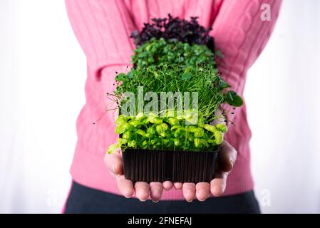 Femme en t-shirt rose tenant beaucoup de micro-verts dans les plateaux bruns dans ses mains, livraison de micro-verts, saine alimentation écologique. Banque D'Images