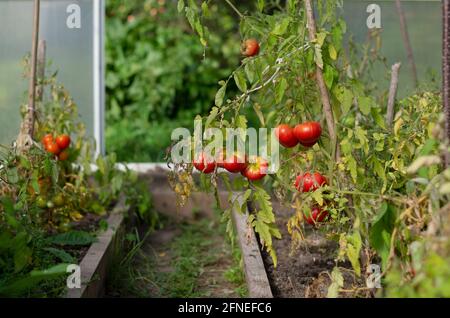 À l'intérieur du village serres tomates rouges mûres sur le fond d'un beau bokeh Banque D'Images