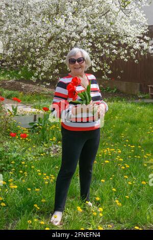 Portrait complet d'une femme âgée souriante debout avec des tulipes dans ses mains sur la pelouse vert vif à son arrière-cour avec cerisier fleuri Banque D'Images