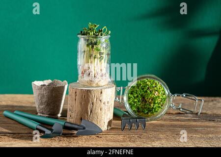 Croissance microverte. Pots en verre avec germes de luzerne, radis, laitue, chou sur un socle en bois. Graines germinantes pour la nourriture écologique végétalienne. Garde à la maison Banque D'Images