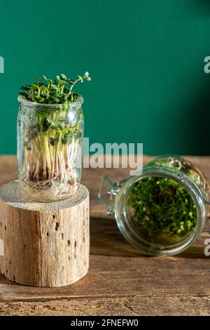 Croissance microverte. Pots en verre avec germes de luzerne, radis, laitue, chou sur un socle en bois. Graines germinantes pour la nourriture écologique végétalienne. Garde à la maison Banque D'Images