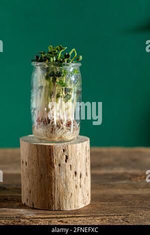 Croissance microverte. Pots en verre avec germes de luzerne, radis, laitue, chou sur un socle en bois. Graines germinantes pour la nourriture écologique végétalienne. Garde à la maison Banque D'Images