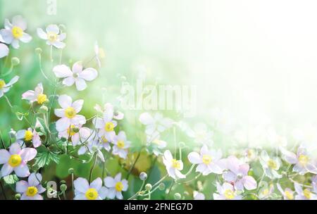 Première fleur japonaise d'anémone d'automne (Anemone hupehensis). Fleurs de fond d'automne ensoleillées sur le parterre à fleurs. Bannière horizontale d'été. Copier l'espace pour le texte Banque D'Images