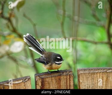 Le fantail néo-zélandais (Māori, pīwakawaka, tīwakawaka ou piwaiwaka) est un petit oiseau insectivore, la seule espèce de fantail du ne Banque D'Images