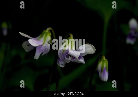 Les violets indigènes (Viola hederacea) sont une très jolie fleur boisée, mais très petite et difficile à voir. Ce sont les violets très communs avec des feuilles d'Ivy. Banque D'Images