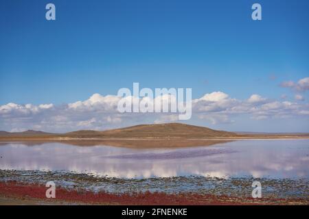 Panorama du lac salé rose de Koyashskoe dans le National Réserve d'Opuk en Crimée en été Banque D'Images