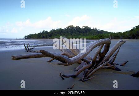 Driftwood à Trinity Beach près de Cairns. [traduction automatique] Banque D'Images