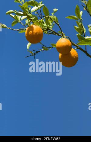 Oranges suspendues dans un arbre à ciel bleu. Image verticale. Copier l'espace Banque D'Images