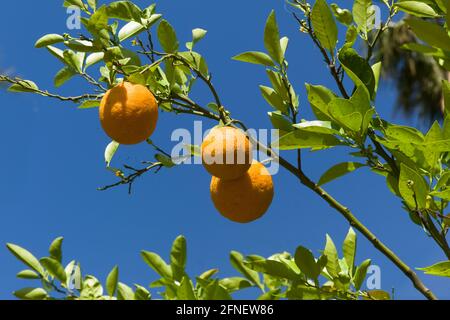 Oranges suspendues dans un arbre à ciel bleu. Image verticale. Copier l'espace Banque D'Images