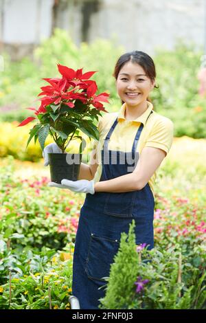 Souriant sympathique jardinier ouvrier tenant pot avec fleur Poinsettia Banque D'Images