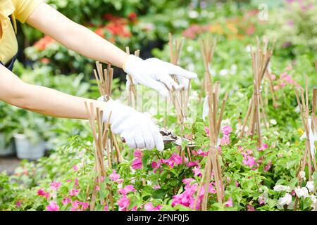 Mains du jardinier travailleur dans des gants de protection élagage des plantes Banque D'Images