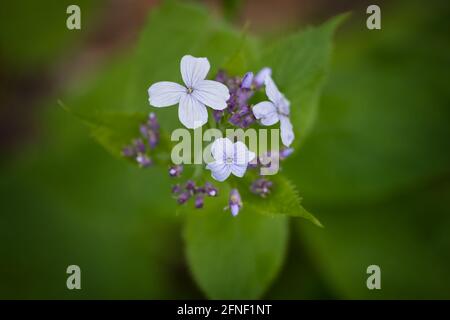 Lunaria rediviva fleurs vivaces, plante florale de la famille des Brassicaceae, région: Europe Banque D'Images