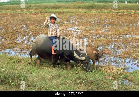 Garçon vietnamien avec buffle d'eau dans un champ de riz. [traduction automatique] Banque D'Images