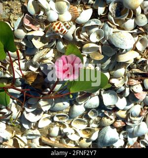 La plage fleuris sur une plage de coquillages au Vietnam. [traduction automatique] Banque D'Images