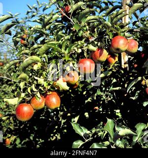 Pommes sur l'arbre peu avant la récolte en automne. [traduction automatique] Banque D'Images