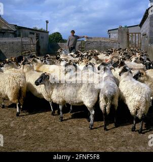 Fermier avec son troupeau de moutons sur une ferme au nord-ouest de Dublin. [traduction automatique] Banque D'Images
