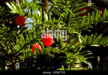 L'if (Taxus baccata), arbre de l'année 1994. Les baies rouges brillantes de l'if femelle sont la seule partie de l'arbre qui n'a pas de poison. [traduction automatique] Banque D'Images