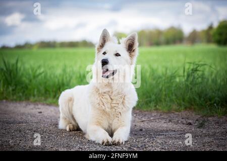 Berger Blanc Suisse Banque D'Images