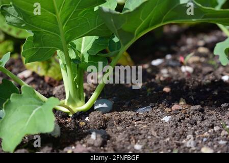 Gros plan de jeunes kohlrabi en croissance comme une plante dans le potager avec des feuilles vertes dans le sol Banque D'Images