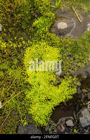 Vibrant lumineux vert mousse et l'herbe sur le sol et les roches volcaniques de l'Islande Banque D'Images