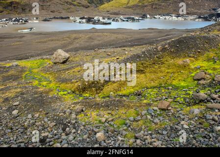 Vibrant lumineux vert mousse et l'herbe sur le sol et les roches volcaniques de l'Islande Banque D'Images