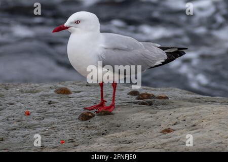 Guette à bec rouge (Larus novaehollandiae) sur des rochers près de l'océan à Kaikoura, Île du Sud, Nouvelle-Zélande Banque D'Images