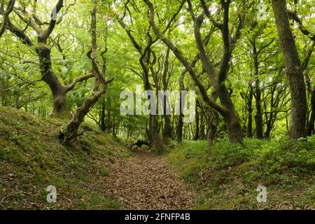 Dead Woman’s Ditch dans le paysage national de Quantock Hills, Somerset, Angleterre. Banque D'Images