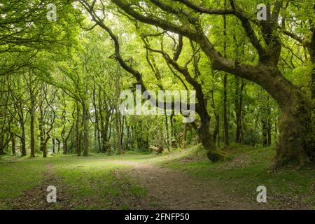 Le chemin de bride le long de Dead Woman’s Ditch dans le paysage national de Quantock Hills, Somerset, Angleterre. Banque D'Images