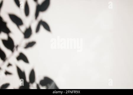 Ombres des branches avec feuilles sur le mur blanc. Banque D'Images
