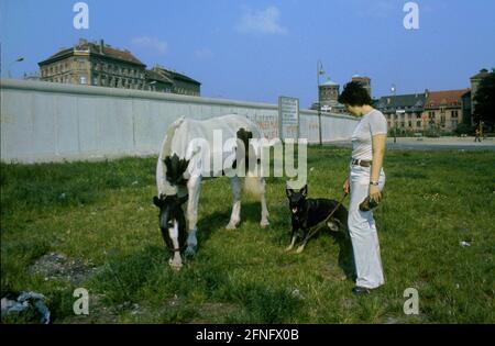 Berlin / GDR / mur / 1983. Kreuzberg, sur Adalbertstrasse. Un cheval tombe devant le mur. Berlin-Mitte se trouve derrière. Kreuzberg, en fait un quartier de centre-ville, se trouve à la limite de Berlin-Ouest. // nature / animaux / Histoire / communisme /districts [traduction automatique] Banque D'Images