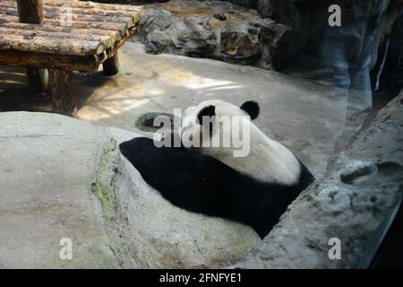 Pékin, Pékin, Chine. 17 mai 2021. Le 17 mai 2021, à Pékin, les pandas géants dorment à l'ombre. Ce jour-là, les nuages de la capitale se sont dissipés, le soleil brillait et la température a grimpé. Au zoo de Pékin, les pandas géants, incroyablement chauds, se cachaient à l'ombre et s'endormirent, se moquant des touristes dans diverses poses de sommeil. Crédit : SIPA Asia/ZUMA Wire/Alay Live News Banque D'Images