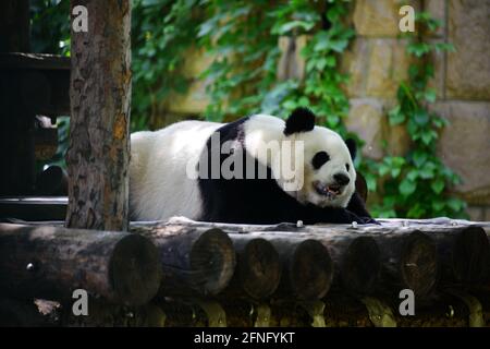 Pékin, Pékin, Chine. 17 mai 2021. Le 17 mai 2021, à Pékin, les pandas géants dorment à l'ombre. Ce jour-là, les nuages de la capitale se sont dissipés, le soleil brillait et la température a grimpé. Au zoo de Pékin, les pandas géants, incroyablement chauds, se cachaient à l'ombre et s'endormirent, se moquant des touristes dans diverses poses de sommeil. Crédit : SIPA Asia/ZUMA Wire/Alay Live News Banque D'Images