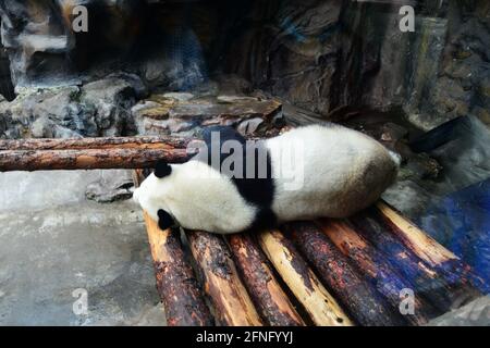 Pékin, Pékin, Chine. 17 mai 2021. Le 17 mai 2021, à Pékin, les pandas géants dorment à l'ombre. Ce jour-là, les nuages de la capitale se sont dissipés, le soleil brillait et la température a grimpé. Au zoo de Pékin, les pandas géants, incroyablement chauds, se cachaient à l'ombre et s'endormirent, se moquant des touristes dans diverses poses de sommeil. Crédit : SIPA Asia/ZUMA Wire/Alay Live News Banque D'Images