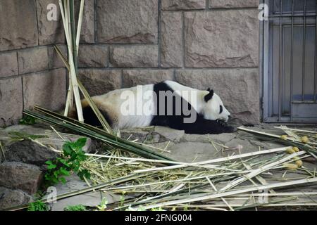 Pékin, Pékin, Chine. 17 mai 2021. Le 17 mai 2021, à Pékin, les pandas géants dorment à l'ombre. Ce jour-là, les nuages de la capitale se sont dissipés, le soleil brillait et la température a grimpé. Au zoo de Pékin, les pandas géants, incroyablement chauds, se cachaient à l'ombre et s'endormirent, se moquant des touristes dans diverses poses de sommeil. Crédit : SIPA Asia/ZUMA Wire/Alay Live News Banque D'Images